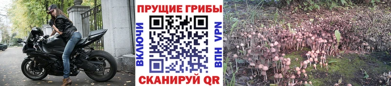 купить   Избербаш  гидра как зайти  Псилоцибиновые грибы GOLDEN TEACHER 